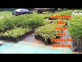 only rs 3 and 7 ஈசா நர்சரி🌴 isha nursery garden coimbatore