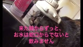 シロとトラ それぞれの水の飲み方【まゆゆちゃんねる】