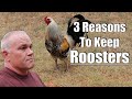 3 Reasons Why You Need A Rooster