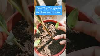 how to grow green cardamom #homegrown #balcony