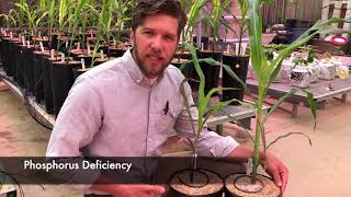 Plant Nutrient Deficiency Symptoms (Nitrogen, Phosphorus, Potassium)