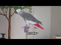 언어도단총정리역대급꿀잼 korean parrot 연구대상앵무새똘이