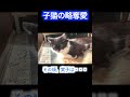 子猫の略奪愛❤️