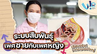 ห้องเรียน Anatomy : ระบบสืบพันธุ์ เพศชายกับเพศหญิง | We Mahidol