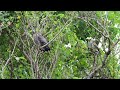 【親子鳴き合い】カンムリワシ crested serpent eagle