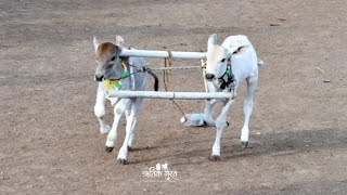 बेल्हे बाजारातील सर्वात मोठा बैल || कसा झाला या बैलाचा व्यवहार || सर्वात विक्रमी विक्री || #शर्यत