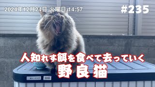 人知れず餌を食べて去っていく野良猫 #235