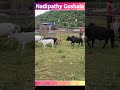 punganur cows farm short yt good indian shorts video cute baby cow