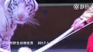 杭州市野生動物天地慘不忍睹的老虎表演