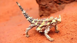 Australia's Dragon-Like 'Thorny Devil' Lizard - Natural Born Thrillers