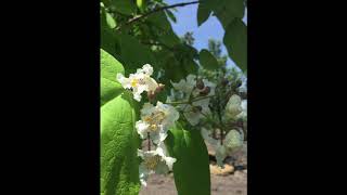 Northern Catalpa