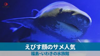 えびす顔のサメ人気 福島・いわきの水族館