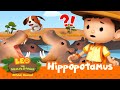 The HIPPOS are HUNGRY! 🦛 | Hippopotamus | Leo the Wildlife Ranger | #compilation