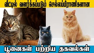 செல்ல பிராணிகளான பூனைகள் பற்றிய தகவல்கள்