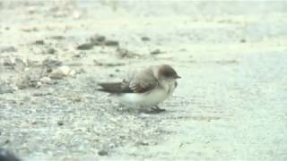 タイワンショウドウツバメ（1）迷鳥（与那国島） - Brown-throated martin - Wild Bird - 野鳥 動画図鑑