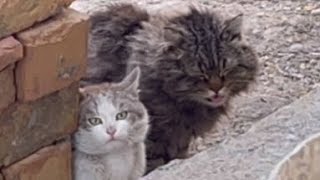 ボロボロの飢えた野良猫が餌を求めてやって来た😭