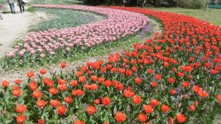 馬見丘陵公園の桜とチューリップ