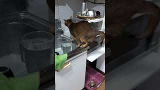 ネコ動画あび#4509　#shorts　#あび #ねこ #ネコのあび #猫動画