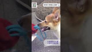 被打怕的小柯基 #dog #shorts #柯基