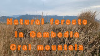 Natural forest in Oral mountain (Cambodia)