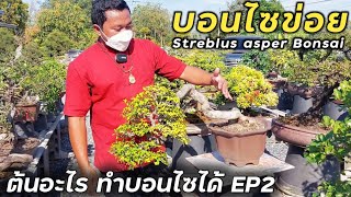 ต้นอะไรทำบอนไซได้บ้าง EP2  บอนไซข่อย Streblus asper Bonsai