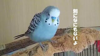 セキセイインコ おたま いた