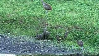 Limpkin screaming at Tomlinson Park in Gulfport, FL