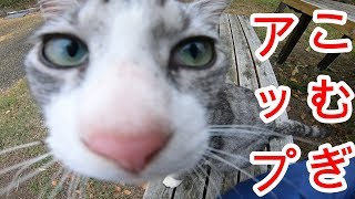 9月21日　公園猫の日常　こむぎちゃん元気いっぱいですね。