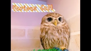 コキンメフクロウの鳴き声■色んな鳴き方があるよ！ #23【Shannon's Daily Life】