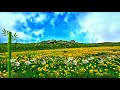 Flower Garden Free Background | No Copyright Video | Flower Fields Free Footage HD | Free to Use