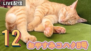 【コハク8号日記LIVE12】眠るコハク8号癒しのおやすみLIVE💤