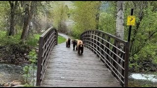 Bears sighted near downtown Missoula