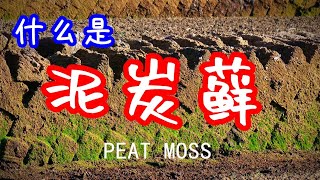 What Is Peat Moss?