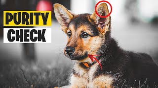 The Secret to Identifying a Pure German Shepherd Puppy