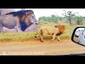 GOMONDWANE Male Lions, DYNAMIC COALITION CHANGES! Male Lion Territory Troubles! Kruger National Park