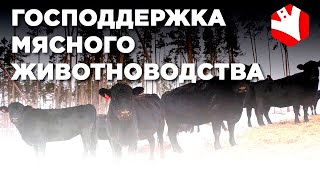 Господдержка мясного животноводства | Субсидии в сельском хозяйстве