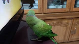 Mithu enjoys watching TV 📺 🦜😍