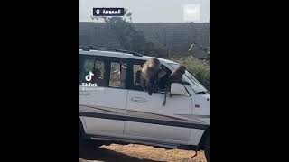 مشهد طريف لقرد لحظة تسلله لسيارة وسرقته لحقيبة سيدة، في الطائف