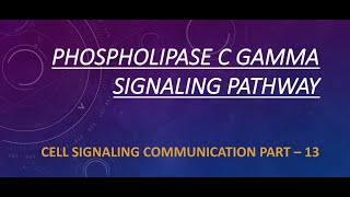 PHOSPHOLIPASE C GAMMA SIGNALING PATHWAY | PART -13