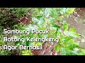 Sudah Saatnya Sambung Pucuk Kelengkeng