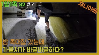 힐링 밤족대질! 피라미 잡으러 갔는데 가물치가 더 많다!