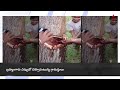 viral video water coming out of tree చెట్టును నరికితే నీళ్లు వస్తున్నాయి..ఇదేం వింత abp desam