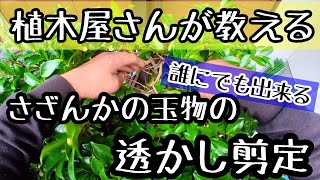 《サザンカの玉物》誰にでも出来るサザンカの透かし剪定