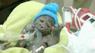 Baby Gorilla Born By Rare C-Section at San Diego Zoo Safari Park