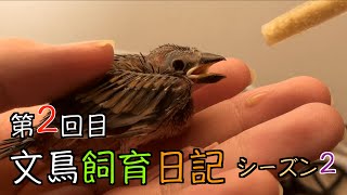 文鳥飼育日記シーズン2第2回目