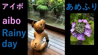 アイボ　雨降り　aibo rainy day