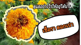 #ดาวเรือง ดอกเน่าเป็นเชื้อราป้องกันอย่างไร  เรามีคำตอบ  ##น้ำปั่นchannel