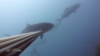 De cara con las serviolas , Faccia a faccia con le ricciole , Face to face with amberjack