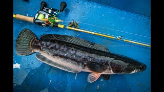 [OR] 2023年7月　12年間、一度も釣れなかった魚を釣りに行く。Giant Snake Head Fish/チャドー（トーマン）　タイ王国編