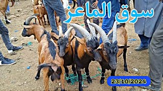 عشاق الماعز 🥇من سوق الاربعاء الفقيه بن صالح معزات والدات وضارات وجديان وجديات 23/10/2024 فرجة ممتعة.